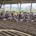 大量马岗鹅批发4.5-7斤