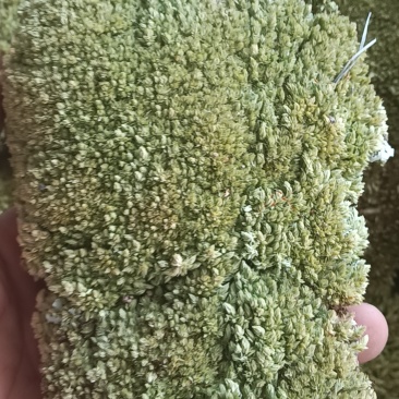 苔藓