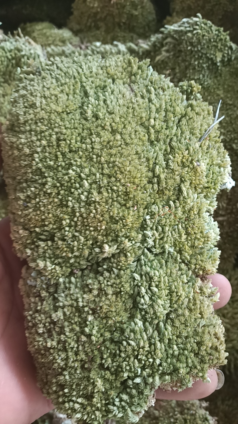 苔藓