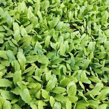 油麦菜苗