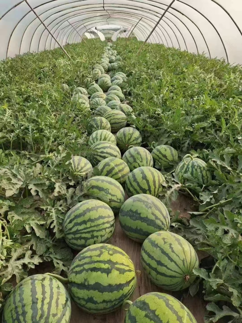 麒麟/精品无籽/美都西瓜供应链产地直接发货