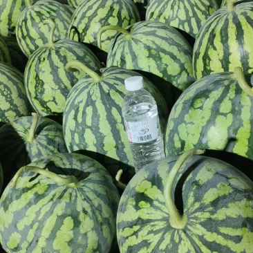 麒麟/精品无籽/美都西瓜供应链产地直接发货