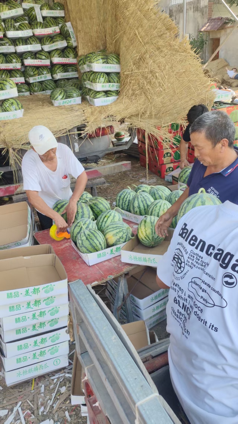 麒麟/精品无籽/美都西瓜供应链产地直接发货