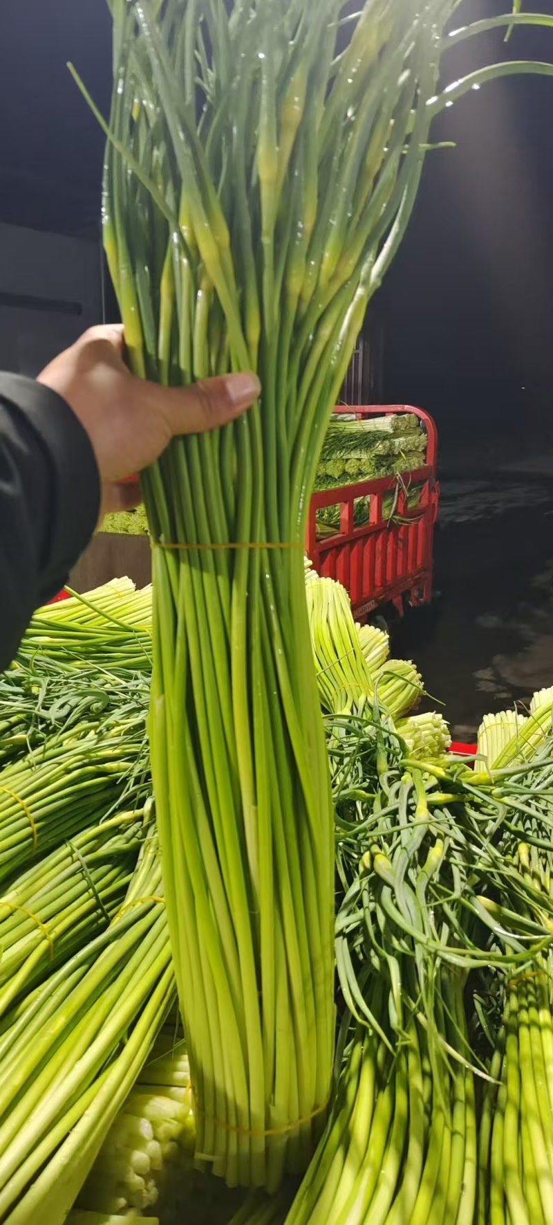 陕西汉中精品白帽蒜苔条直，45公分长一手货源。全国发货
