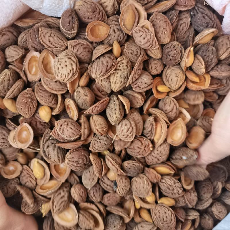 精品毛桃芽，25年头茬人工手检，出芽率高，嫁接专用苗。