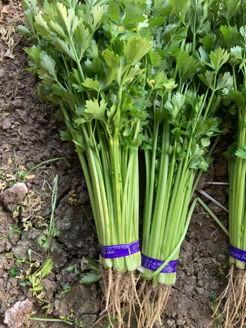 特色小香芹