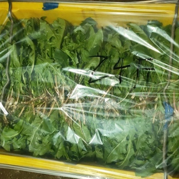 荠菜