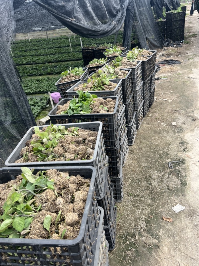 广霍香组培苗