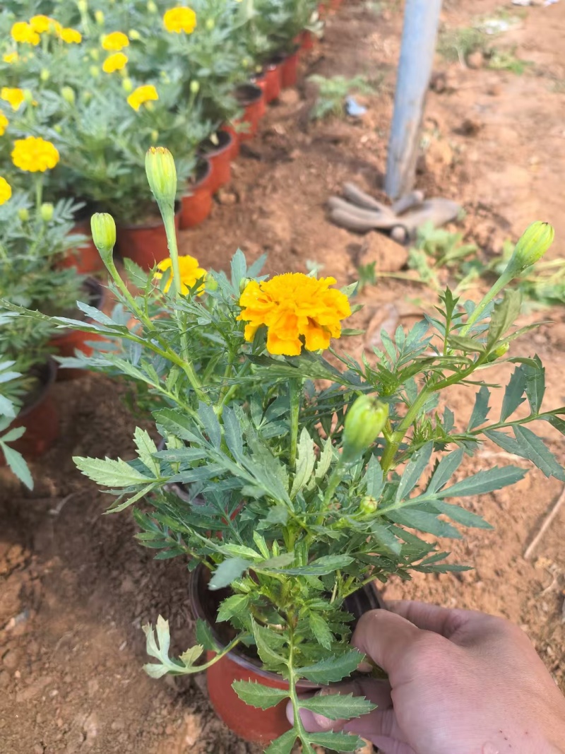孔雀草