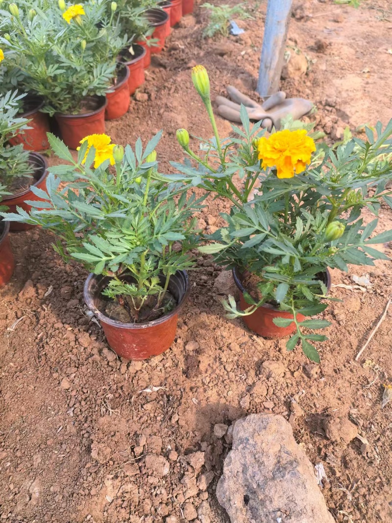 孔雀草