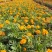 孔雀草