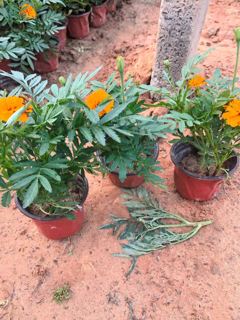 孔雀草
