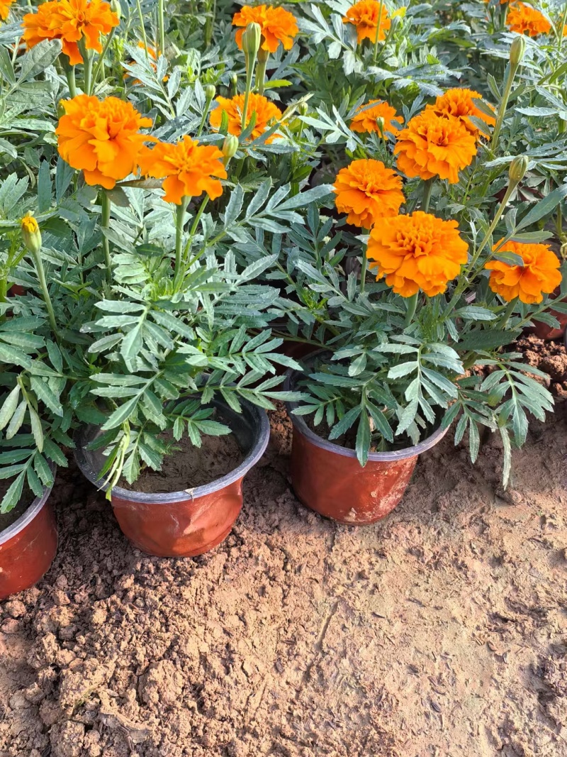 孔雀草