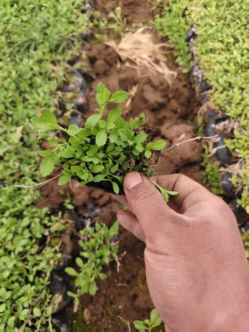 姬岩垂草