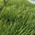 小杯蒲苇