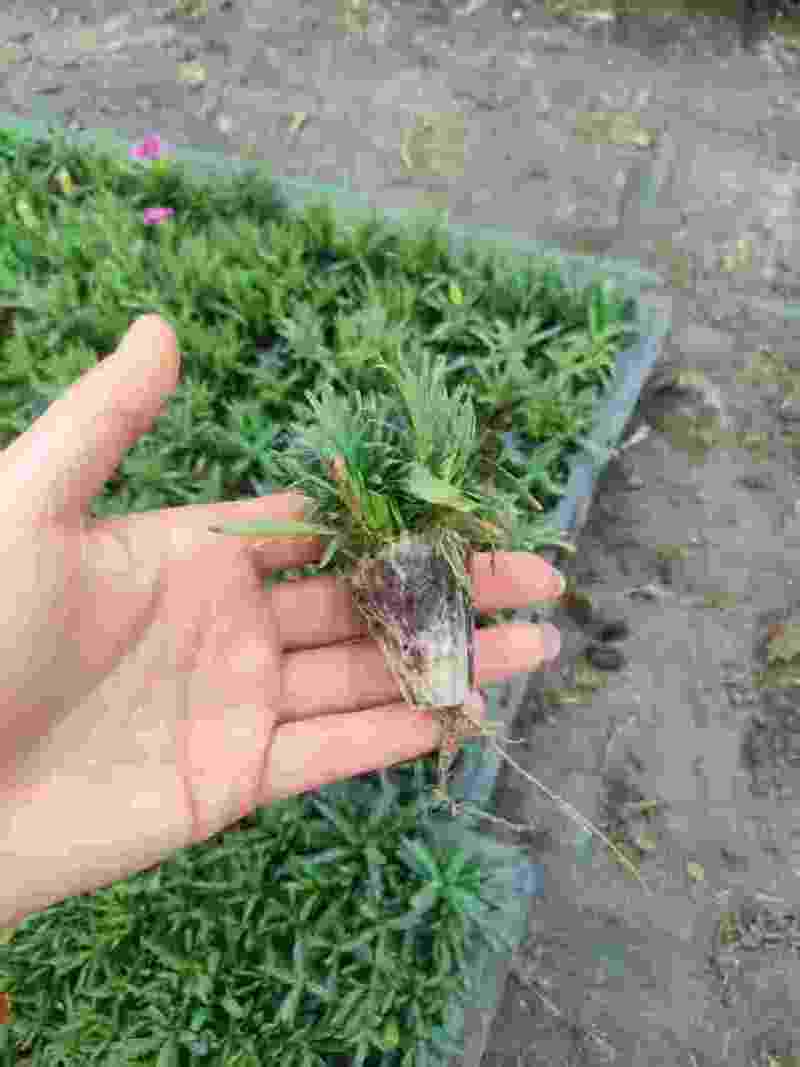 初吻石竹大量有货欢迎订购
