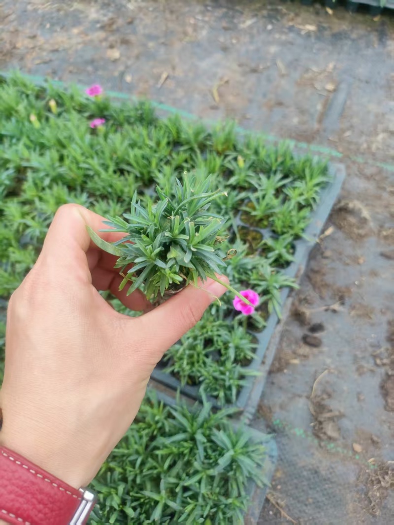 初吻石竹大量有货欢迎订购