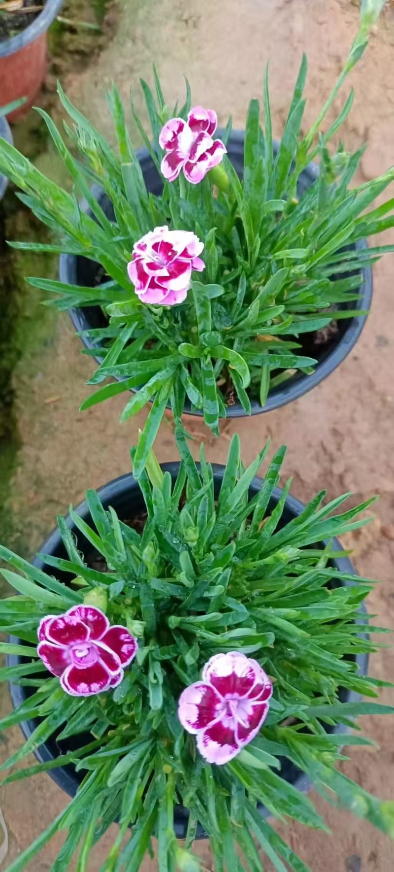 初吻石竹大量有货欢迎订购