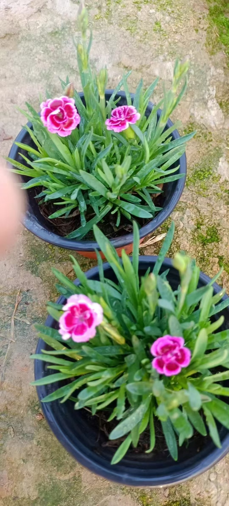初吻石竹大量有货欢迎订购