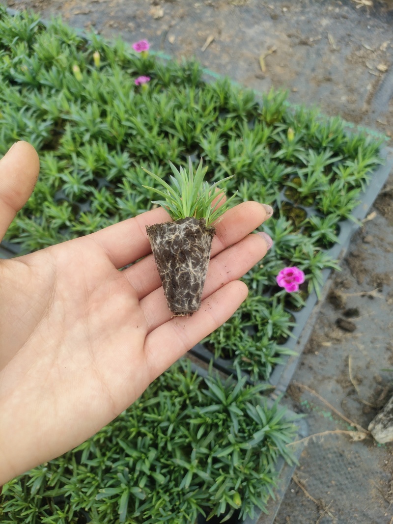 初吻石竹大量有货欢迎订购