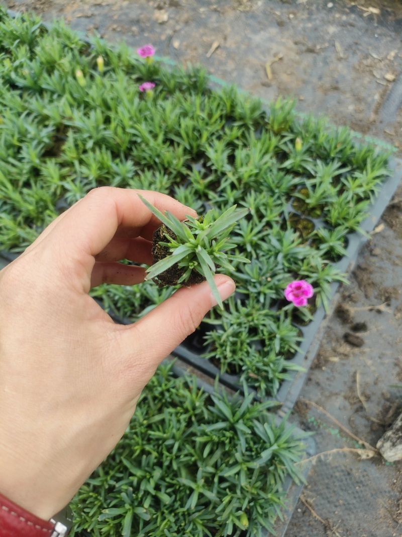 初吻石竹大量有货欢迎订购