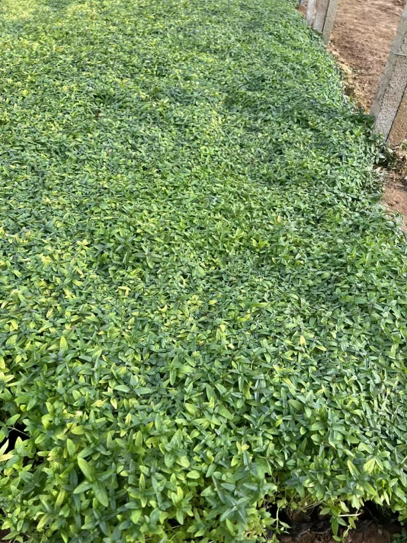 千屈菜