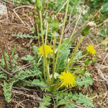 野生蒲公英