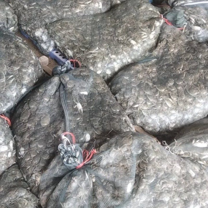 盘锦优质蟹苗保证质量成活率高抗病能力强