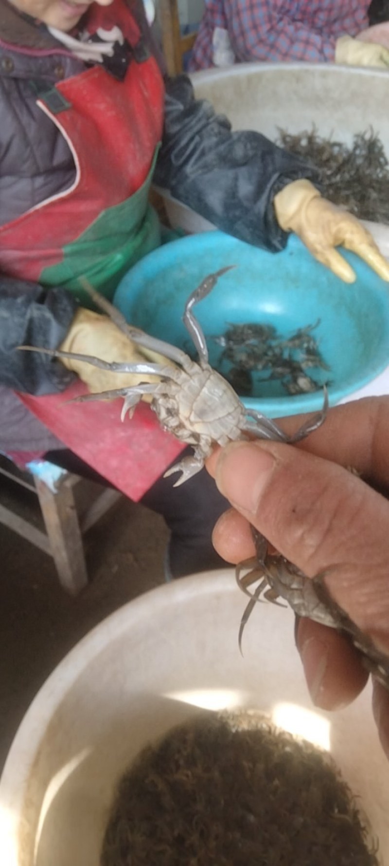 盘锦优质蟹苗保证质量成活率高抗病能力强