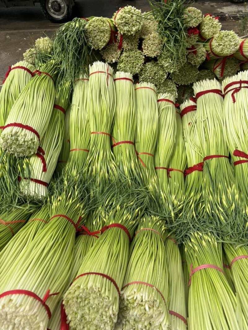 蒜苔江苏白帽蒜苔当天现采现发货源充足代收代发