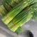 蒜苔江苏白帽蒜苔当天现采现发货源充足代收代发
