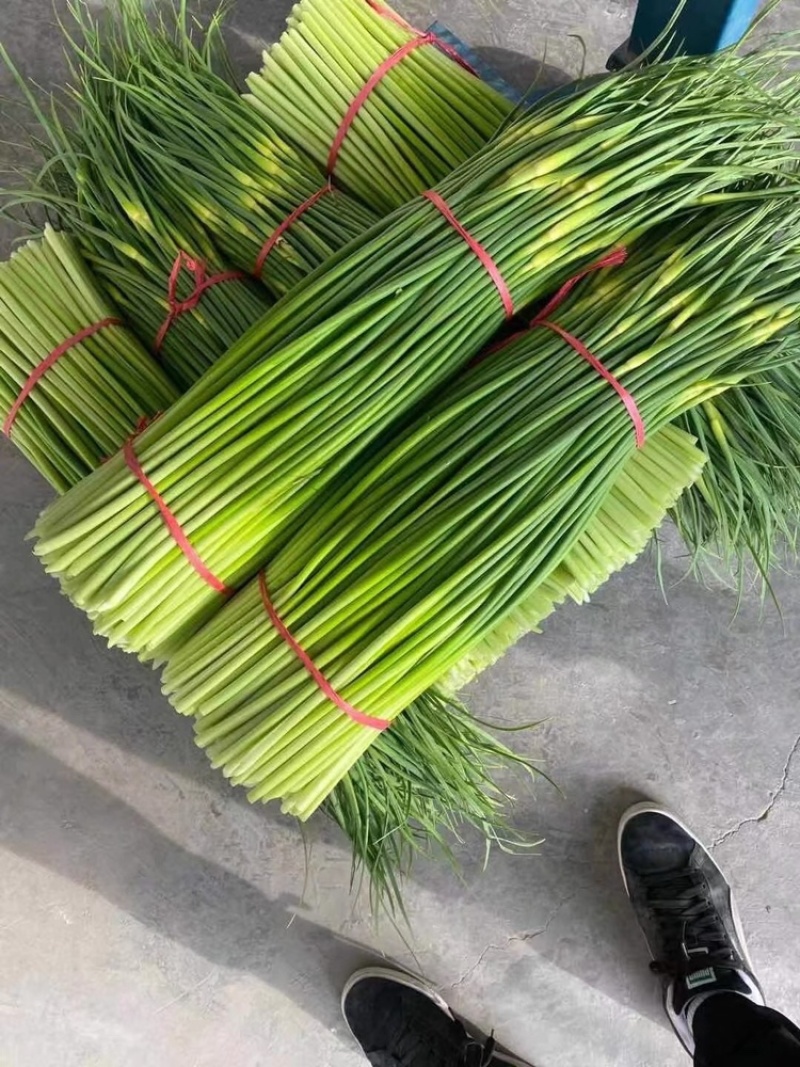 蒜苔江苏白帽蒜苔当天现采现发货源充足代收代发