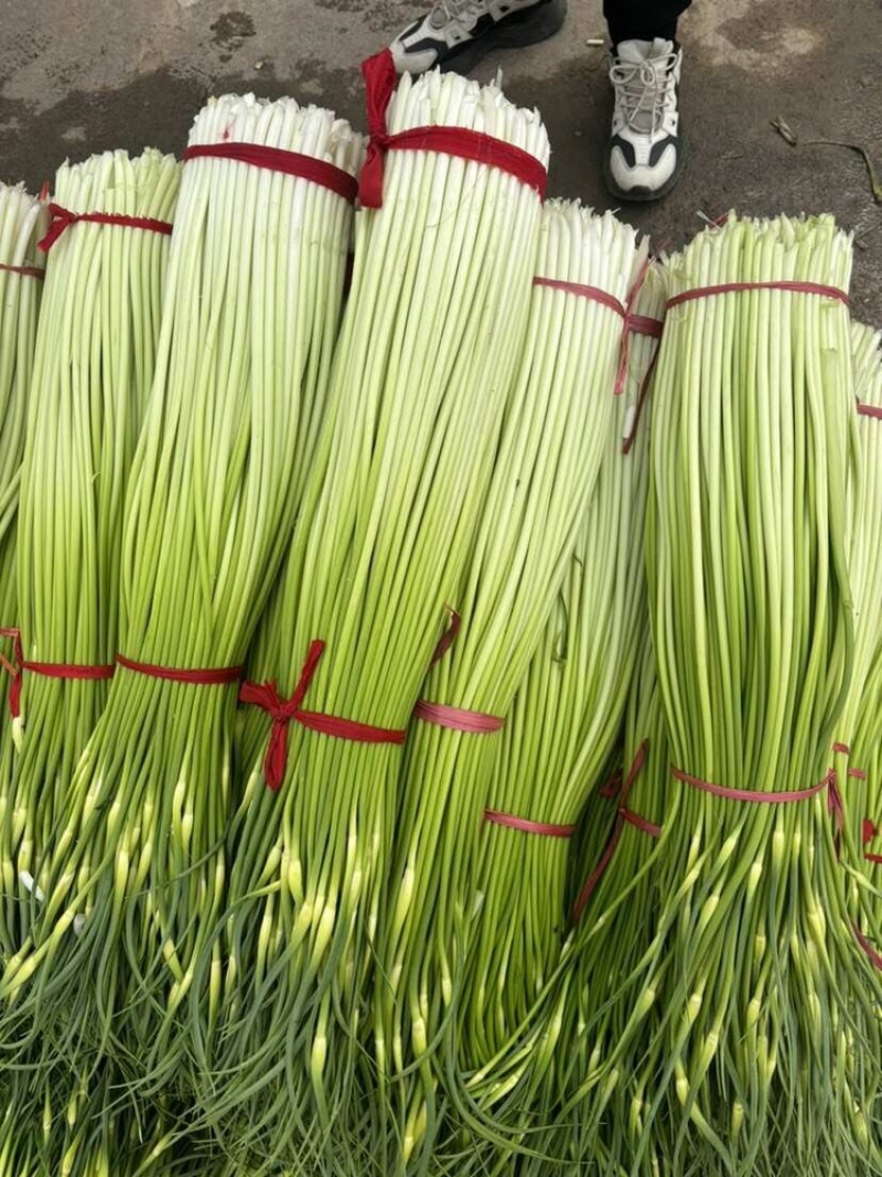 蒜苔江苏白帽蒜苔当天现采现发货源充足代收代发