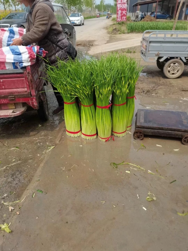 蒜苔江苏白帽蒜苔当天现采现发货源充足代收代发