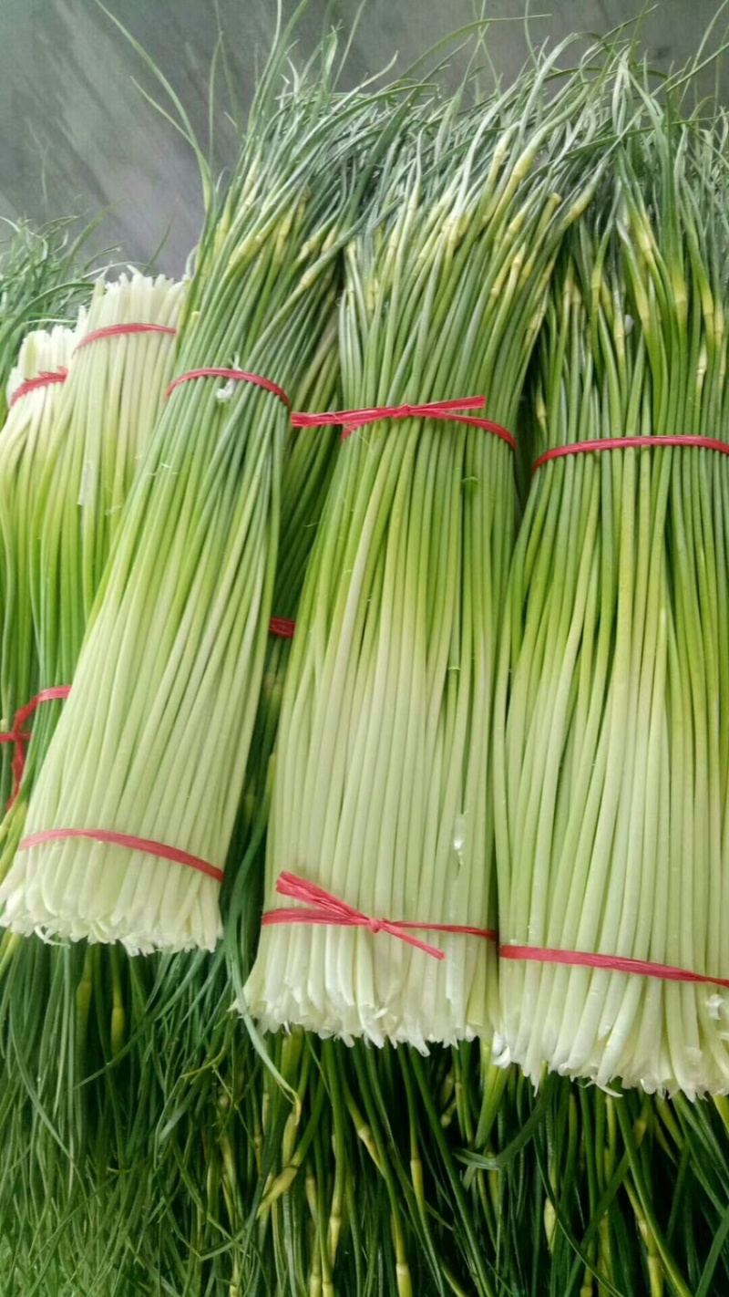 蒜苔江苏白帽蒜苔当天现采现发货源充足代收代发