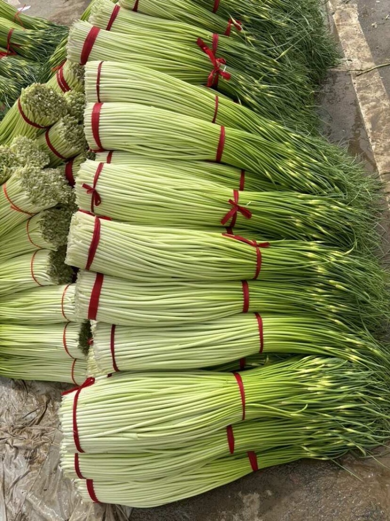 蒜苔江苏白帽蒜苔当天现采现发货源充足代收代发