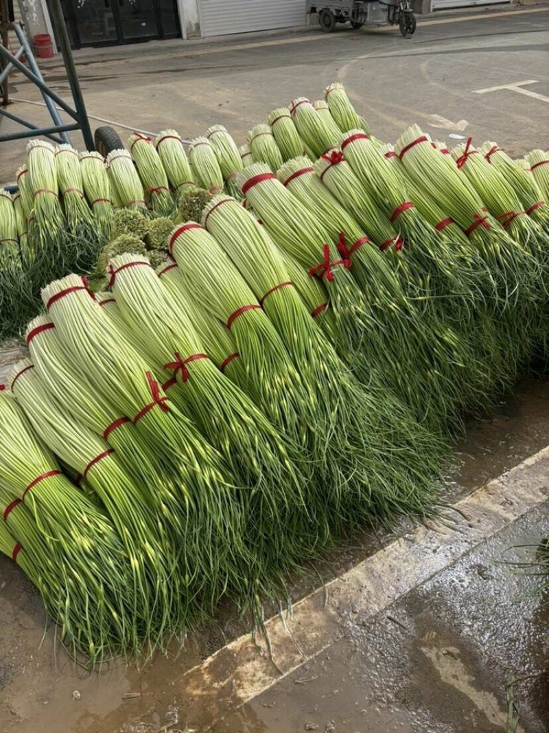 蒜苔江苏白帽蒜苔当天现采现发货源充足代收代发