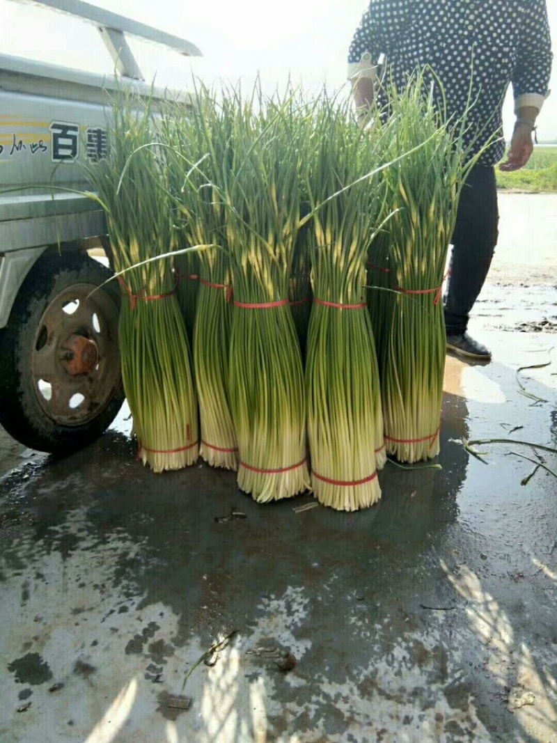 蒜苔江苏白帽蒜苔当天现采现发货源充足代收代发