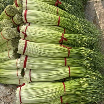 蒜苔江苏白帽蒜苔当天现采现发货源充足代收代发