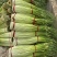 蒜苔江苏白帽蒜苔当天现采现发货源充足代收代发