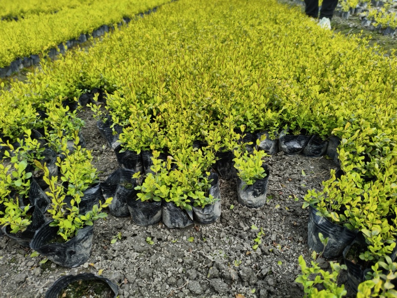 亮晶女贞杯苗，大小杯各种规格。大量批发出售