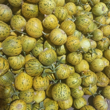 花美人吉糖金兰花蕾花龙蜜大棚吊秧头茬口感脆甜采摘新鲜