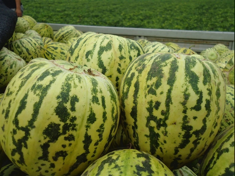 花美人吉糖金兰花蕾花龙蜜大棚吊秧头茬口感脆甜采摘新鲜