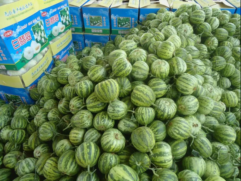 花美人吉糖金兰花蕾花龙蜜大棚吊秧头茬口感脆甜采摘新鲜