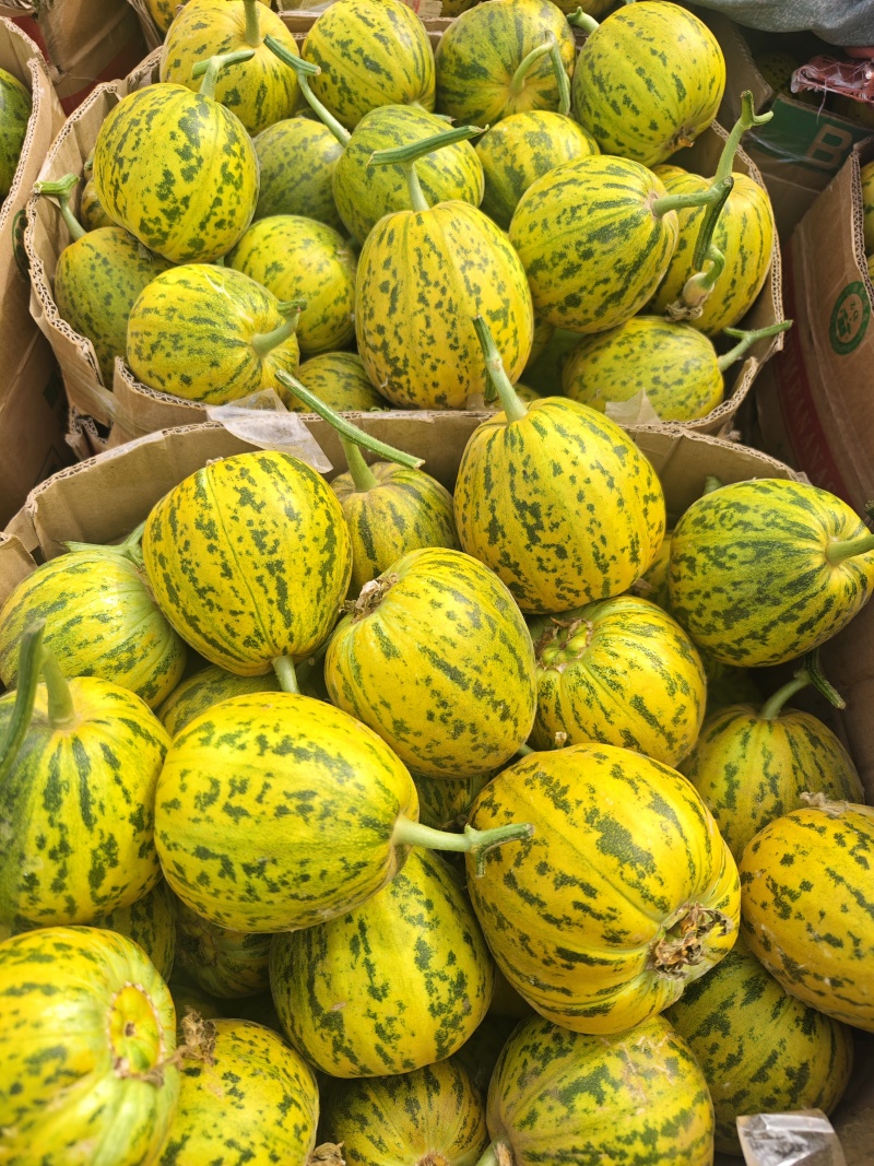花美人吉糖金兰花蕾花龙蜜大棚吊秧头茬口感脆甜采摘新鲜
