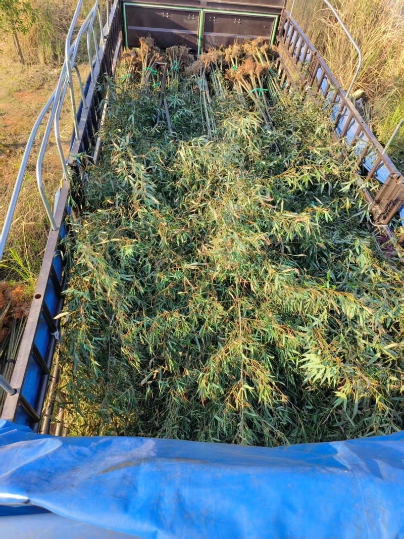刚竹