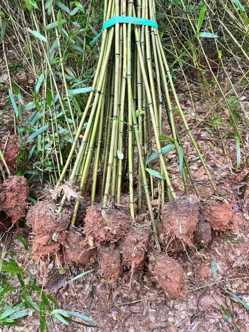 青皮竹小刚竹