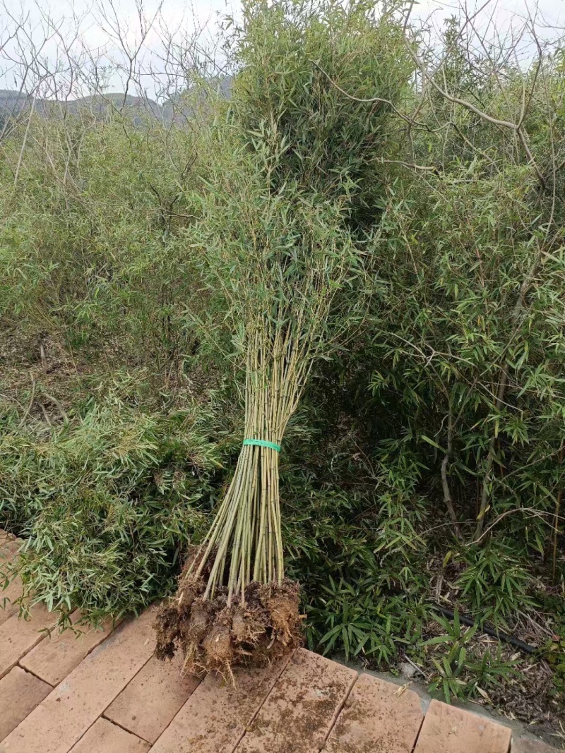 青皮竹小刚竹