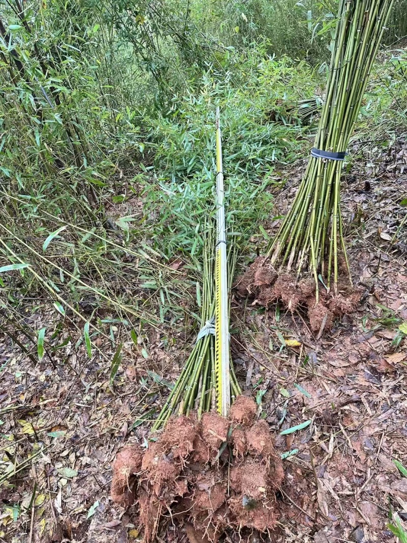 青皮竹小刚竹