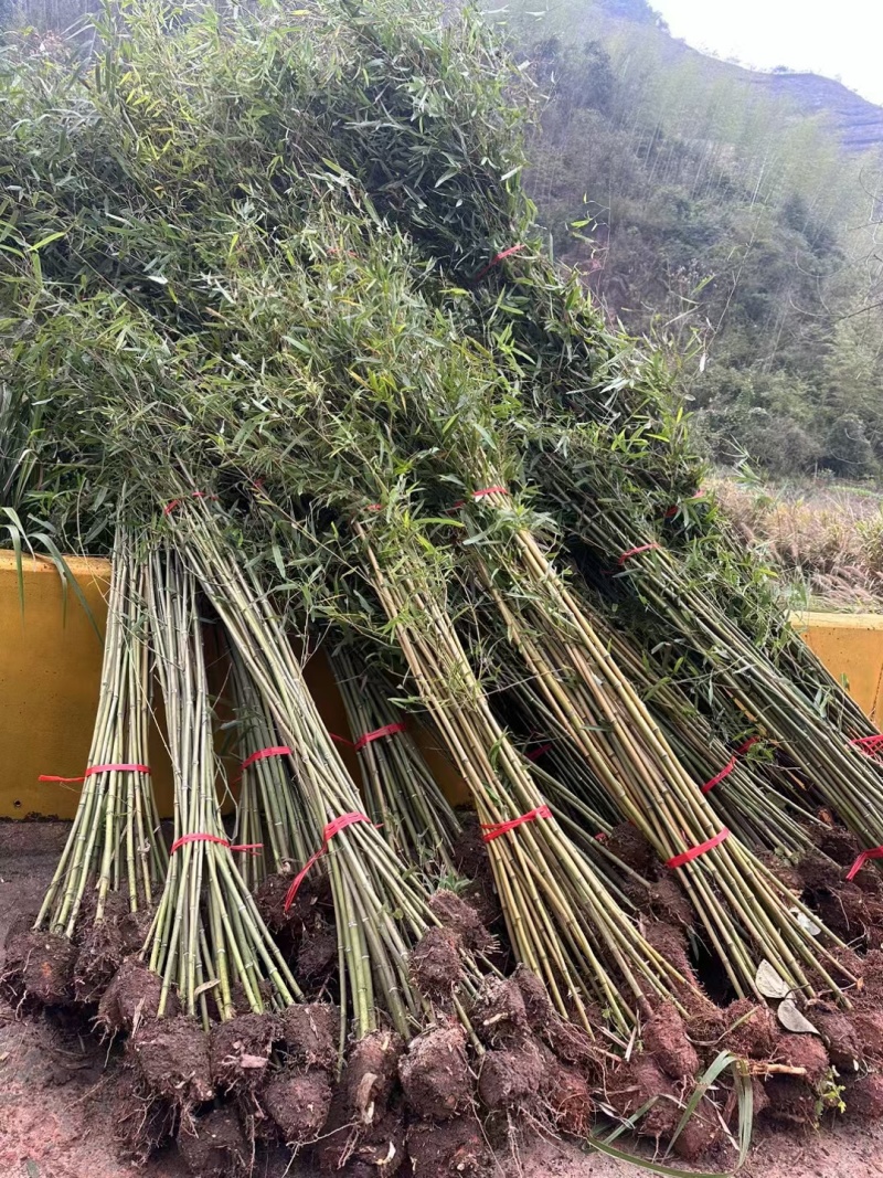 青皮竹小刚竹